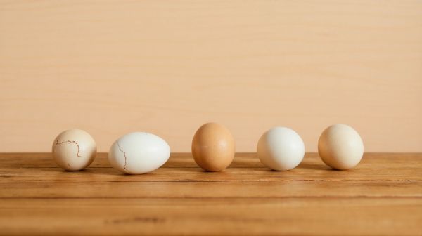 5 astuces pour identifier rapidement les œufs de punaises de lit